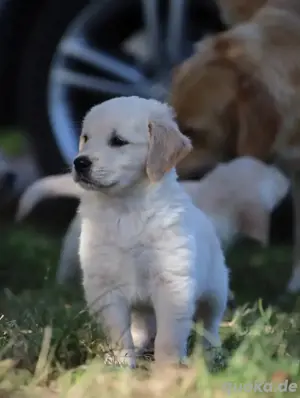 Golden Retriever welpen 
