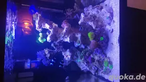 meerwasser Aquarium 