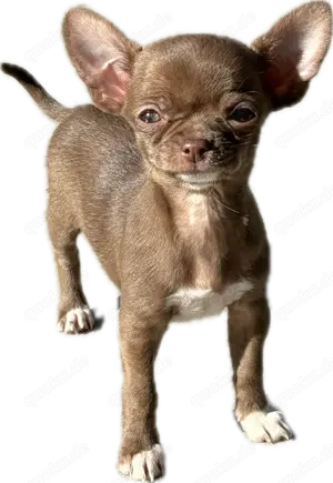 2 Schoko Chihuahua Hündinnen Welpen mit AT 4 & 6 Monate