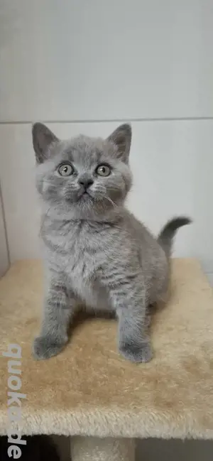 Reinrassige  BKH Kitten