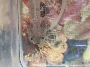Axolotl abzugeben.Zu besichtigen in 36433 Leimbach.Kann aber auch mit einem Tierversand GO versenden