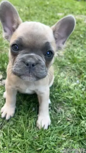 französische Bulldoggen welpen Rüde Hündin Blue 