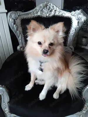 Leider sucht mickie ein neues Zuhause kein Anfänger Hund !!!!