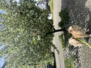 Leider sucht mickie ein neues Zuhause kein Anfänger Hund !!!!
