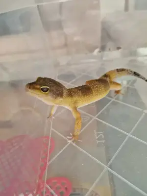 Leopardgecko 1.0 Männchen 4 Jahre