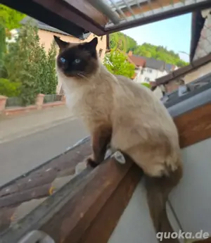   Reinrassiger Ragdoll Deckkater (1,5 Jahre alt)