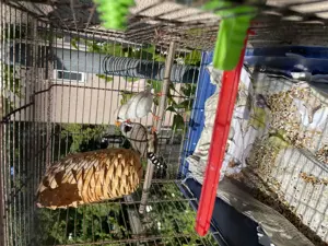 Zebrafinken Vogel Pärchen 