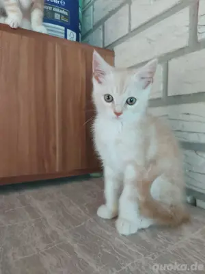 5 traumhafte BKH-Maincoon Mix Kitten 