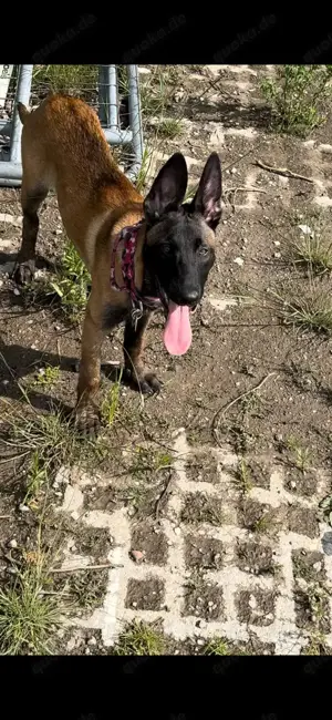 Belgischer Schäferhündin Malinois Welpe reinrassig (4,5 Monate)