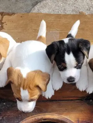 Jack Russell Terrier Welpen 
