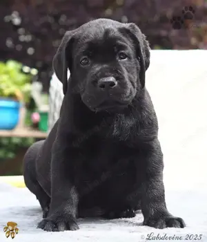 Traumhafte Labrador Welpen in Schwarz und Gelb suchen ein liebevolles Zuhause!