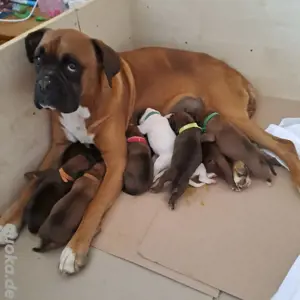 reinrassige Deutsche Boxerwelpen 