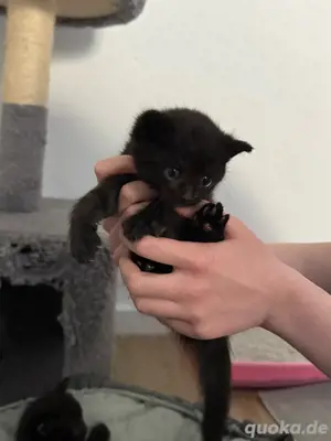 Babykatzen mix