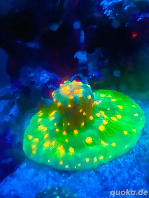 Chalice muttertier koralle meerwasser anfänger