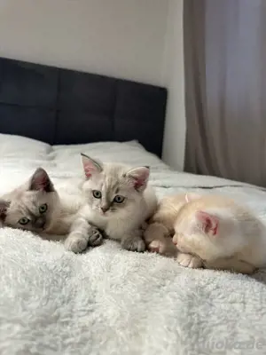 baby BKH Kitten Mix 