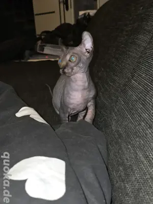 Sphynx Elf Kitten 
