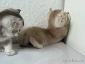 BKH kitten zu verkaufen