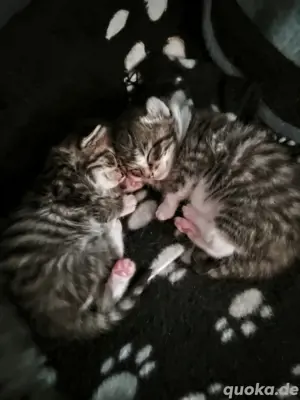 2 Kater suchen bald ein Zuhause 