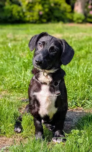 Gustek   echter Herzenshund