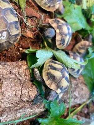 Griechische Landschildkröten Babys 2024