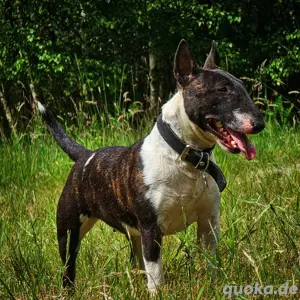 Miniatur Bullterrier Welpen Bild 4