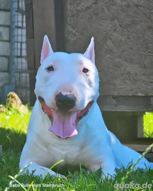 Miniatur Bullterrier Welpen Bild 5