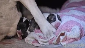 Miniatur Bullterrier Welpen Bild 2