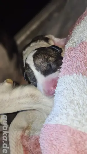 Miniatur Bullterrier Welpen Bild 3