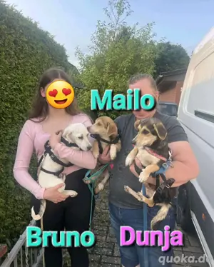 Wir suchen ein zu Hause für immer !