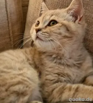 abholbereit - bildhübsche BKH Katze creme tabby