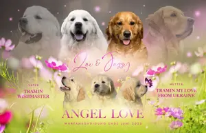 Golden Retriever Welpen aus excellenter Verpaarung 