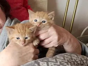 Kitten Rot Jungs Zwillinge  + 1x Junge Rot und Rot  Weiss 2x Mädels
