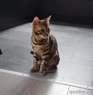 Bengal kater