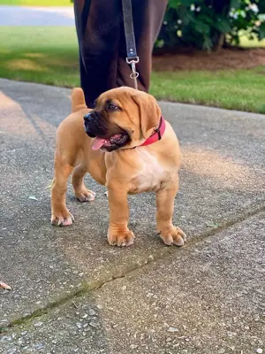 Boerboel Welpen