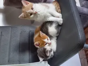 Süße Kitten  zu  verkaufen 