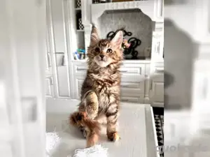 Maine Coon Babys