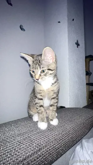 baby katzen  Bild 8