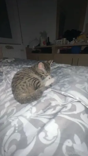 baby katzen  Bild 6