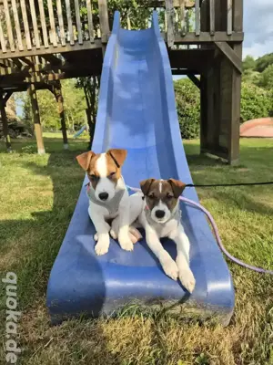 Jack Russell 