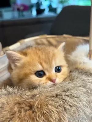 BKH Kitten Golden Shaded reinrassig 