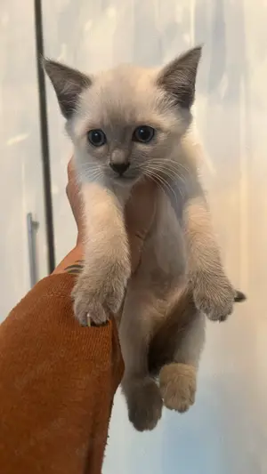 Siami baby Katze sucht eine neue Family