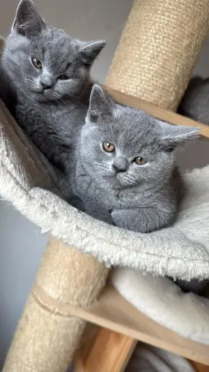 Baby Katze sehr süß und gesund.