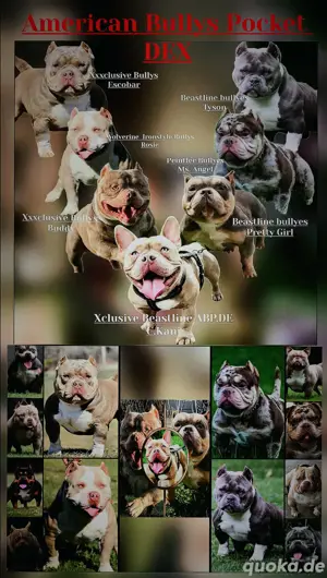 American bully deckrüde 