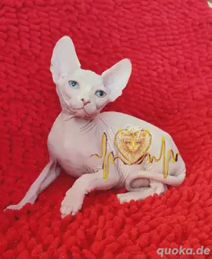 Canadian Sphynx Odd Eyed mit WCF stammbaum Junge ist reserviert nur noch mädchen frei