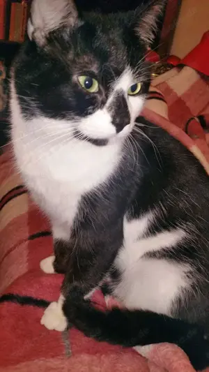 SOS Suche Katzenpflege liebe Leser 