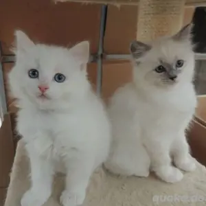 Ragdoll-Kätzchen abzugeben