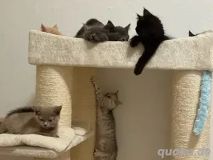 Neva masquarade Meine Coon BKH Mix katzen,kitten  
