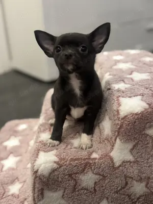 Süßer Chihuahua sucht noch ein Zuhause 