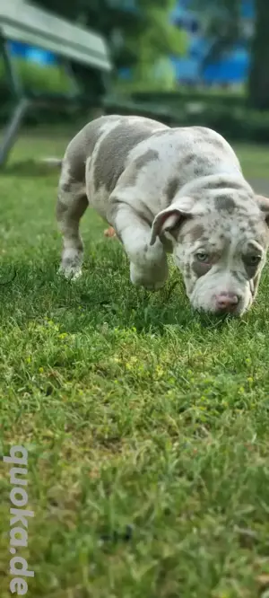 Pocketbully Rüde Welpe