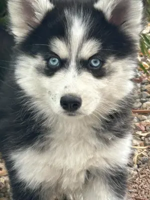 Wunderschöne Pomsky F3 Welpen mit blauen Augen 